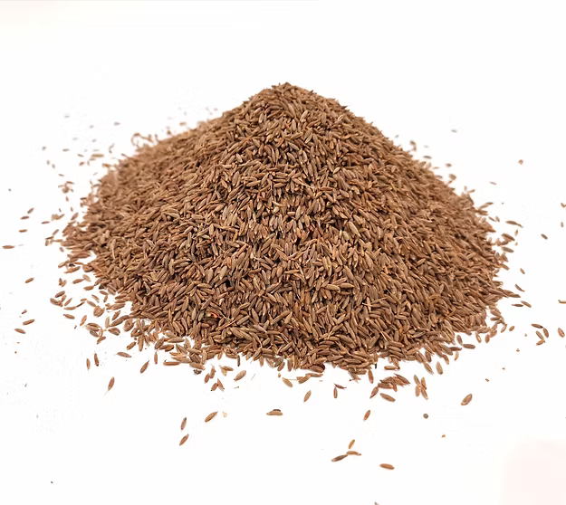 Cumin Seed India